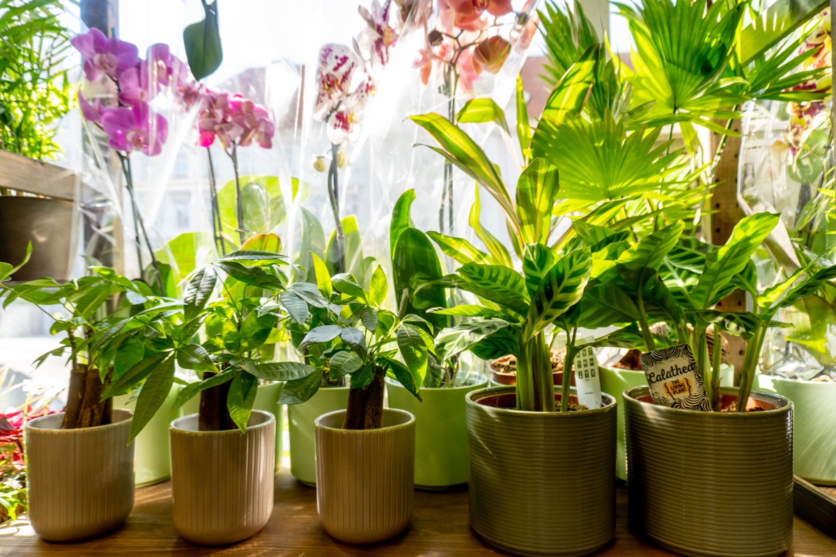 Izbové rastliny a orchidey vo výklade našej predajne